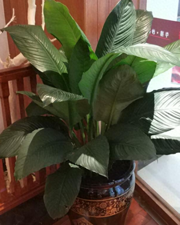 绿巨人盆栽如何种植与管理 绿巨人盆栽如何种植与管理