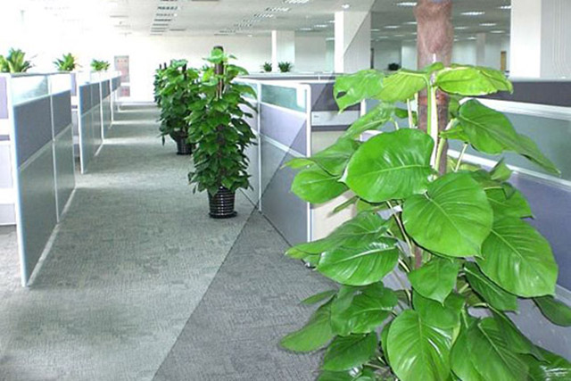 杭州办公室绿植租赁价格多少钱一个月? 杭州办公室绿植租赁价格多少钱一个月?