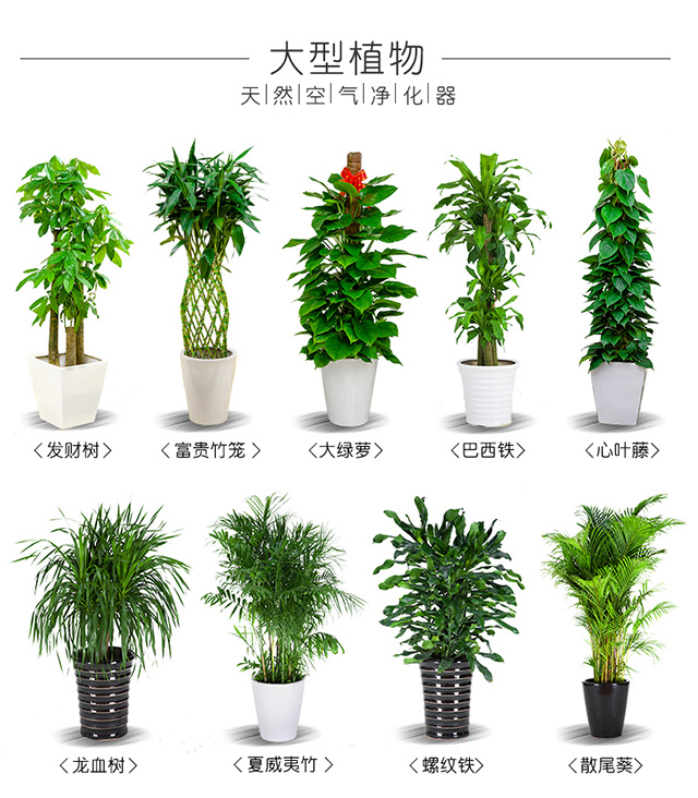花卉绿植租赁养护怎么收费 花卉绿植租赁养护怎么收费