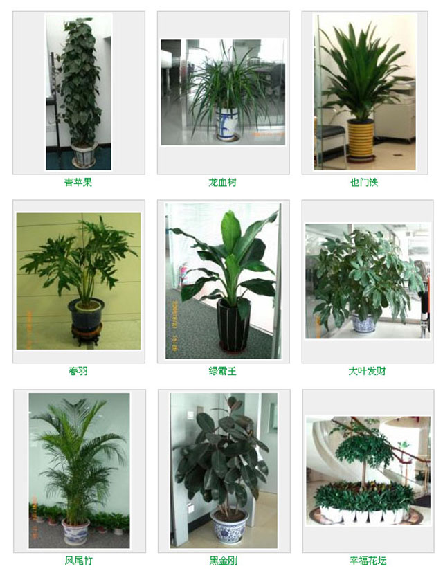 花卉绿植租赁养护怎么收费 花卉绿植租赁养护怎么收费