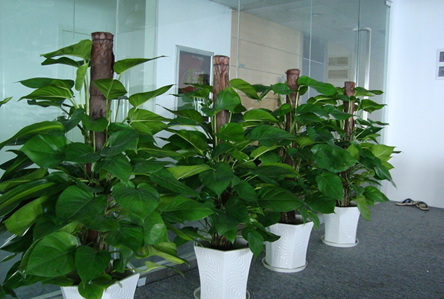 杭州办公室植物租赁的好处和绿植租赁的技巧 杭州办公室植物租赁的好处和绿植租赁的技巧