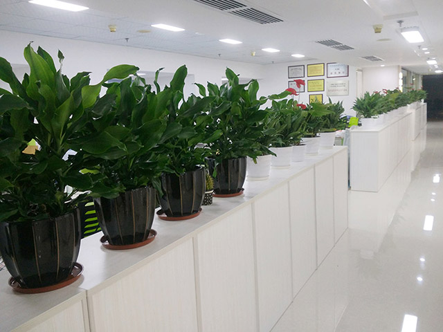 杭州办公室植物租赁的好处和绿植租赁的技巧 杭州办公室植物租赁的好处和绿植租赁的技巧