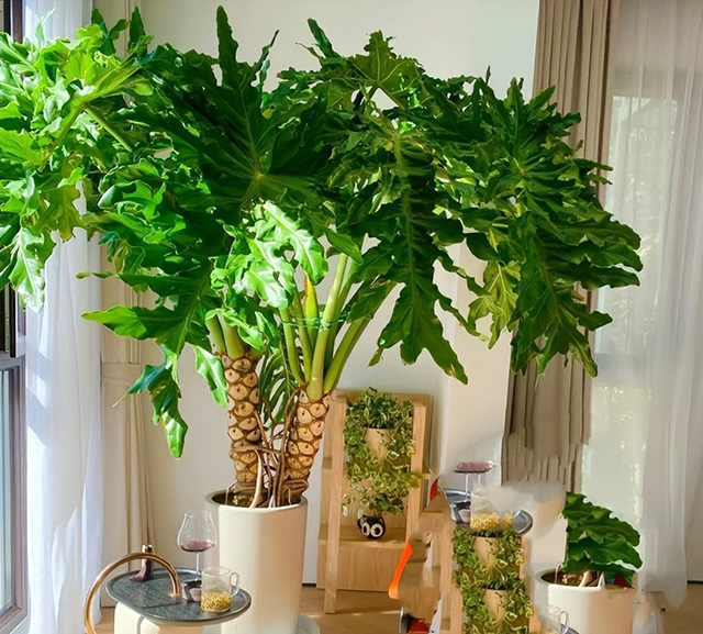 绿植怎样摆出高级感,告诉你五个黄金布置法则 绿植怎样摆出高级感,告诉你五个黄金布置法则