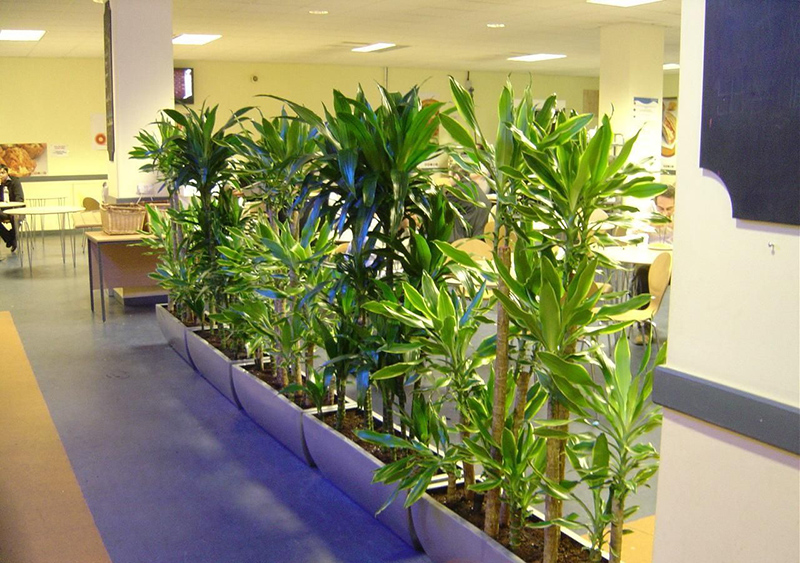 办公室绿植花卉植物风水摆放的讲究 办公室绿植花卉植物风水摆放的讲究