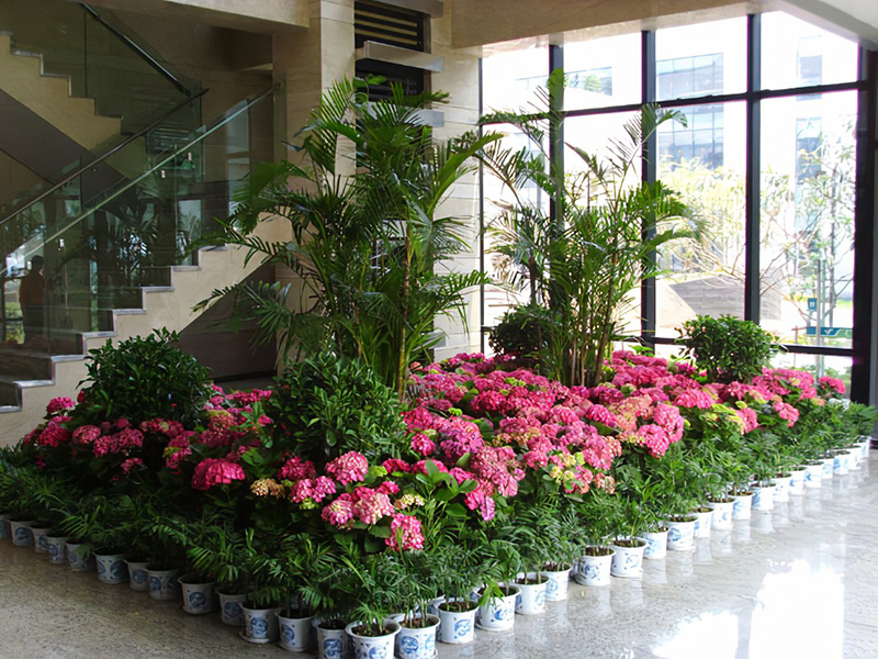酒店大堂怎么摆放绿植盆栽?绿植租赁时怎么组景? 酒店大堂怎么摆放绿植盆栽?绿植租赁时怎么组景?