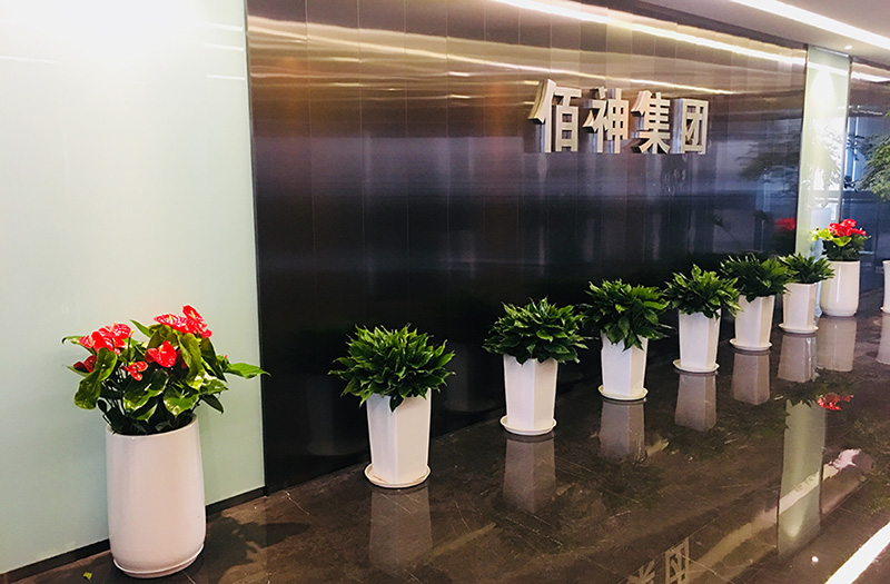 非常适合养在办公室的10款大盆绿植,高端大方,霸气威武 非常适合养在办公室的10款大盆绿植,高端大方,霸气威武
