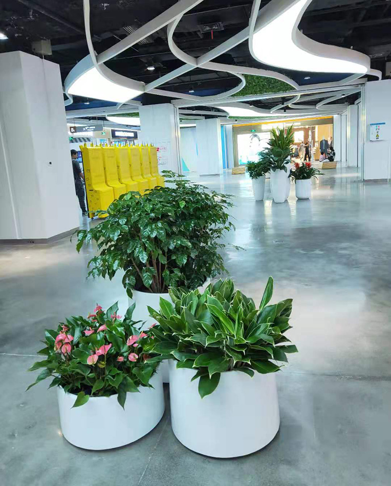 什么样的绿色植物适合商场租赁摆放? 什么样的绿色植物适合商场租赁摆放?