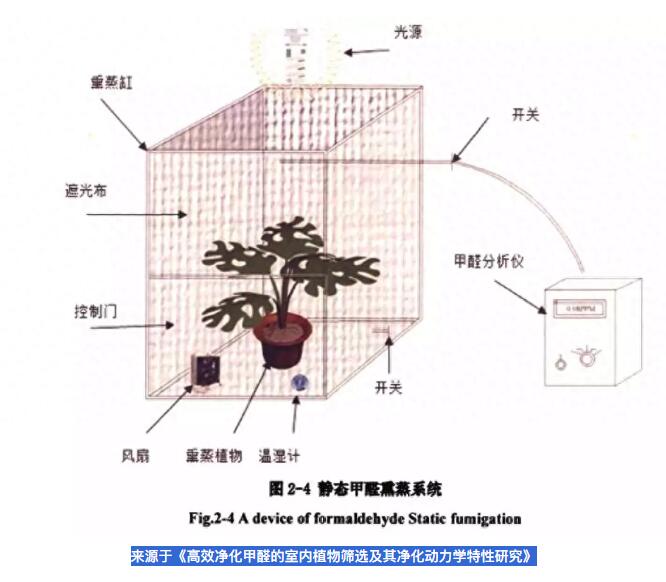 公司用绿萝除有毒气体，到底靠不靠谱？