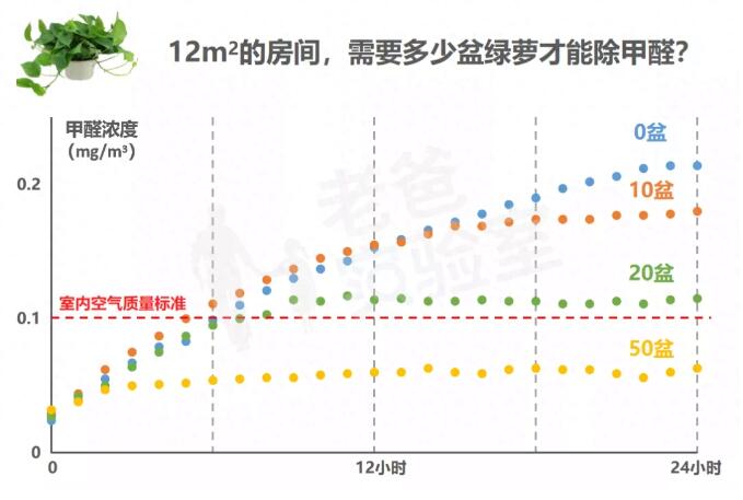公司用绿萝除有毒气体，到底靠不靠谱？